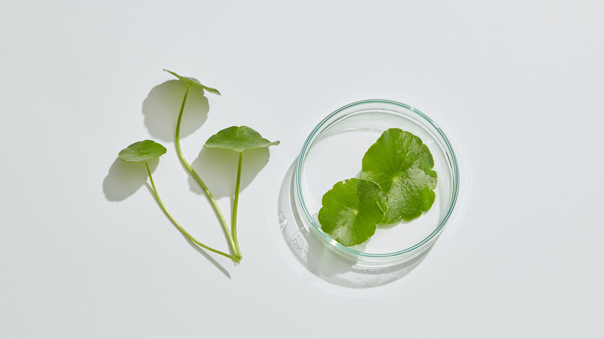 What is Gotu Kola? Sulina Shop