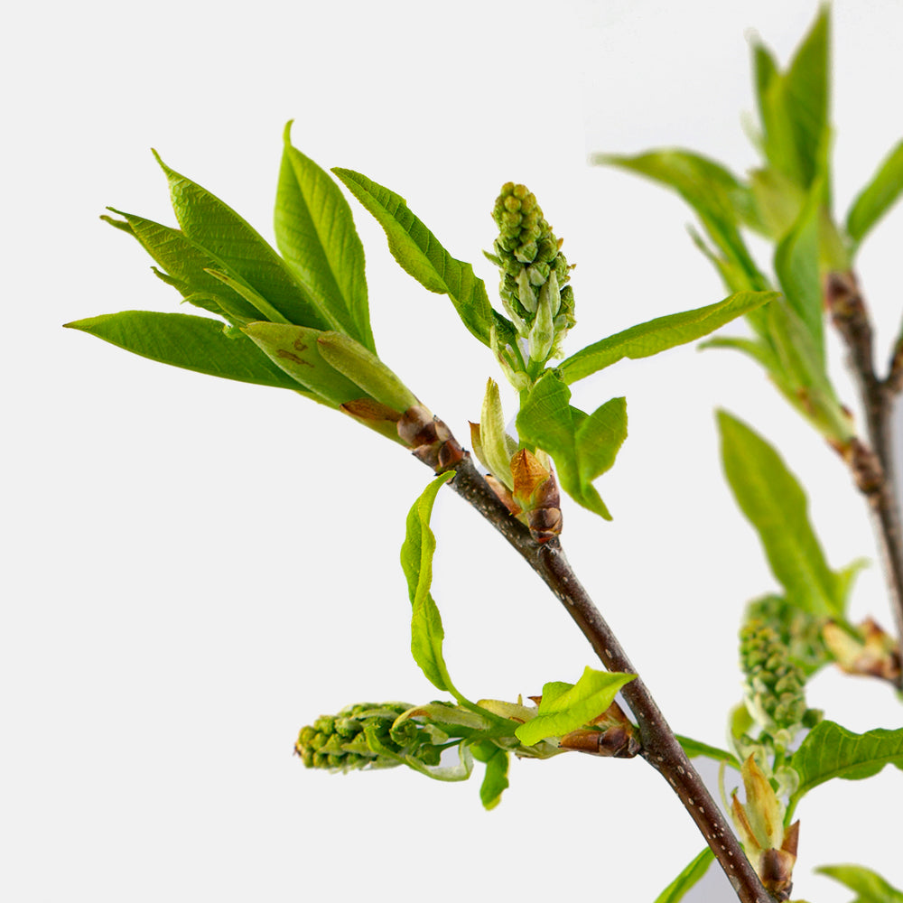 White Willow Bark is a Natural BHA