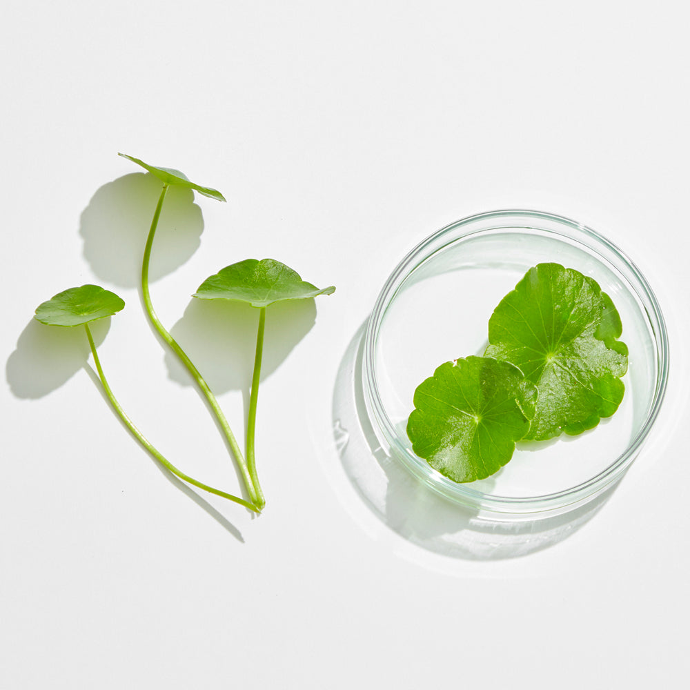 Benefits of Gotu Kola