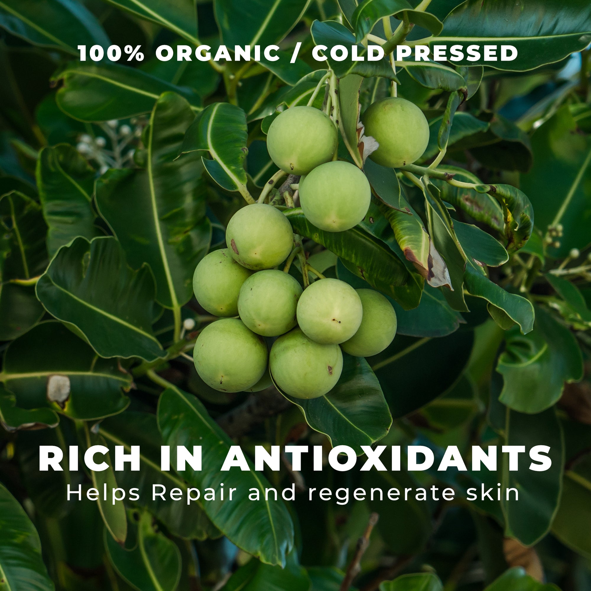 100% Organic/ cold pressed rich in antioxidants