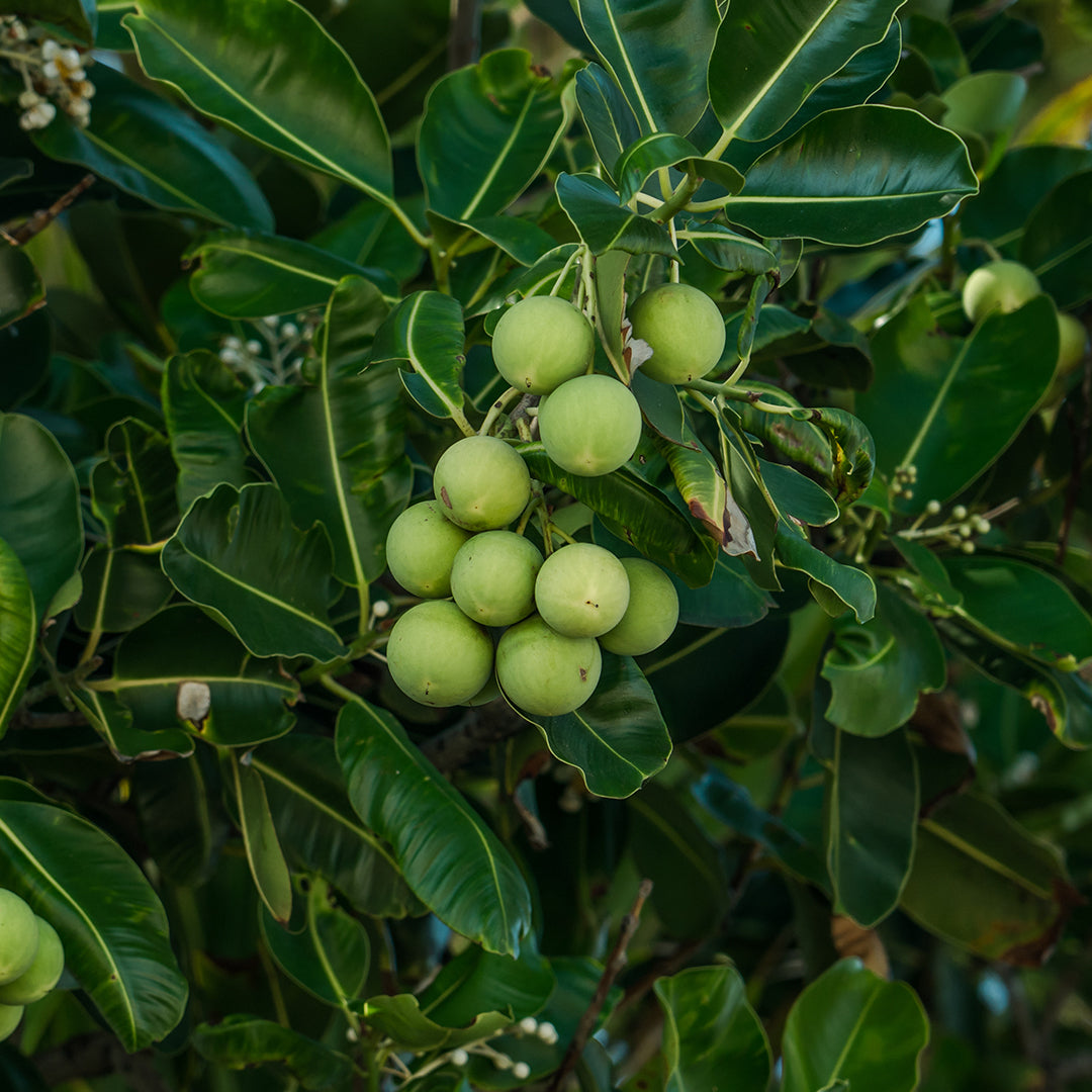 where does tamanu grow