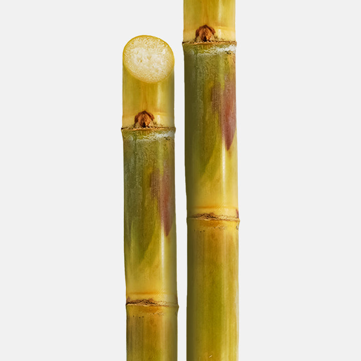 Sugarcane is a natural AHA