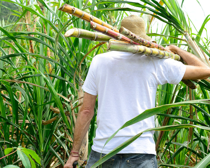 Hemi Squalane Sustainable and Ethical Sugar Cane Process